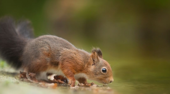Red squirrel - from Pexels, https://www.pexels.com/photo/close-up-photography-of-squirrel-drinking-736521/