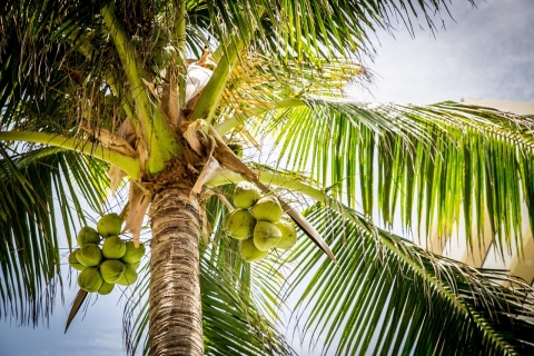 Coconut palm, viewed from below