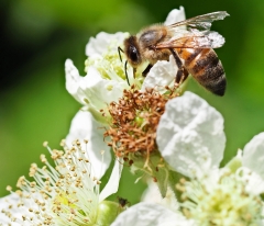 Bee feeding on a flower - from Pixabay, https://pixabay.com/photos/bee-pollination-insect-nature-9676609/