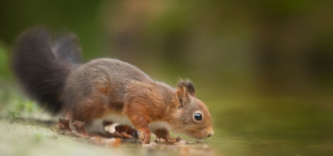 Red squirrel - from Pexels, https://www.pexels.com/photo/close-up-photography-of-squirrel-drinking-736521/