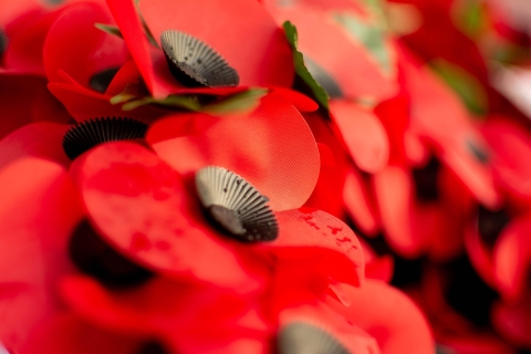 Remembrance poppies
