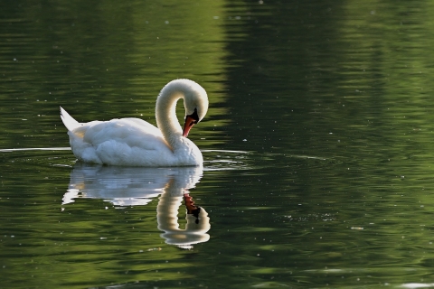 Swan reflected in water. From Pixabay - https://pixabay.com/photos/swan-water-bird-lake-reflection-7355432/
