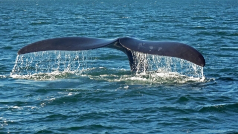 Photograph of the tail of a diving whale.  Image from Wikimedia Commons, by Dr.Hausderivative work, reproduced under a CC BY-SA 3.0 licence from https://commons.wikimedia.org/wiki/File:Southern_right_whale_caudal_fin-2_no_sky.JPG